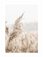 Beige Shine - Poster Seti Trio